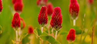 Trifolium pratense