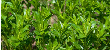 Stillingia sylvatica