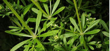 Galium aparine