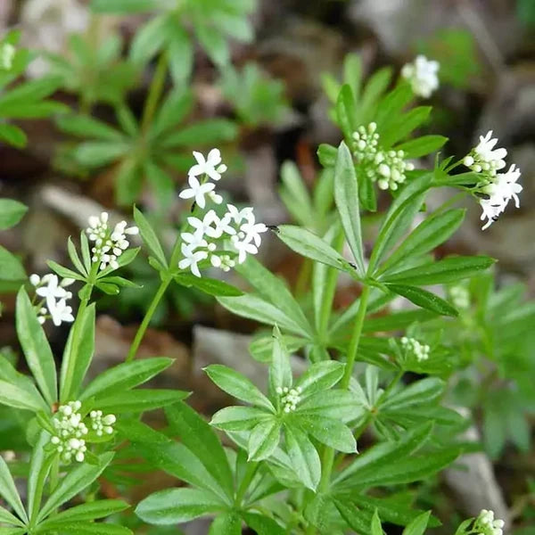 Galium aparine