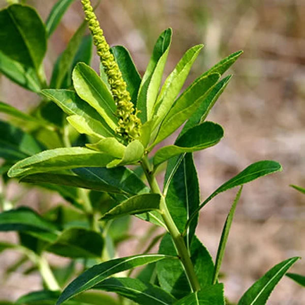 Stillingia sylvatica